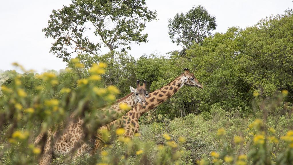 Nature Homes - Africa Amini Life Nkoanrua エクステリア 写真